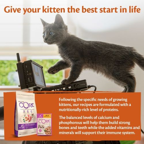 Wellness core best sale kitten food