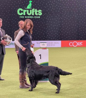 Crufts flat coated outlet retriever